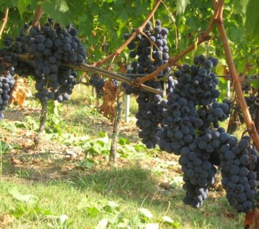 Fattoria di Rignana