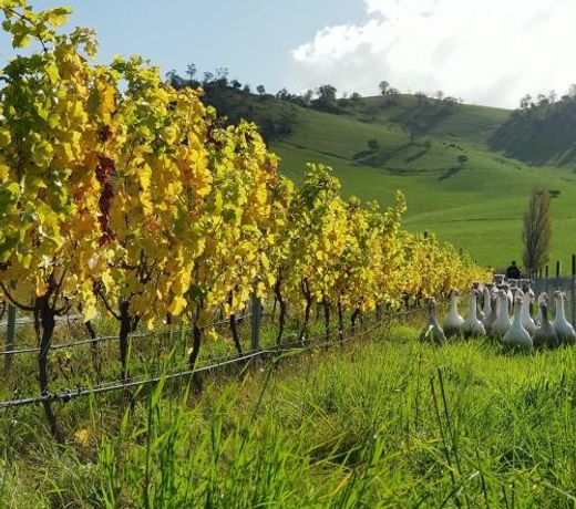The Harvest, ese vineyard cottage