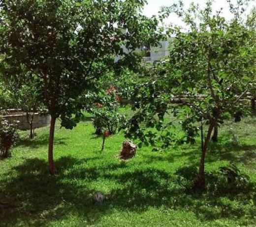 Sunny garden studio