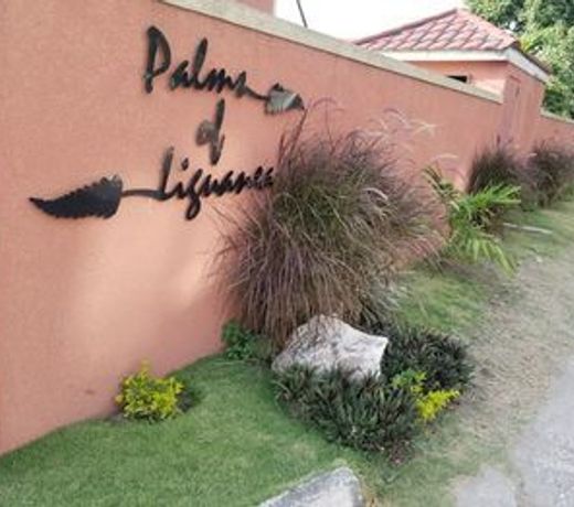 Palms of Liguanea