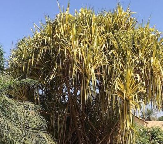 Les Maisons De Marco SENEGAL - B&B