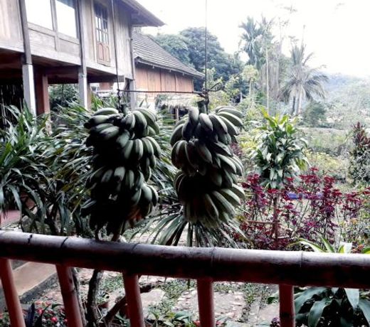 Little Mai Chau Home Stay