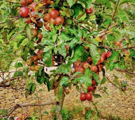 Pailaaag Orchard & Restaurant