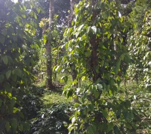 Coffee and Pepper Plantation Homestay