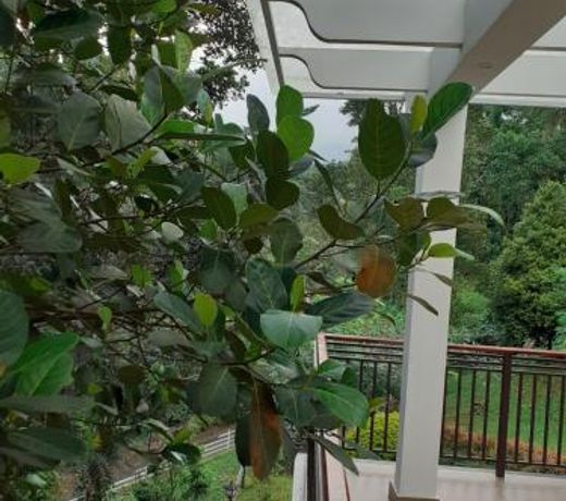 Coffee and Pepper Plantation Homestay