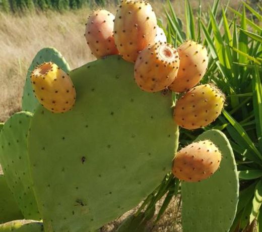 La Limonaia