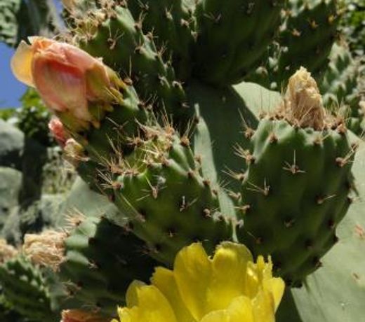 Sicula Solemare