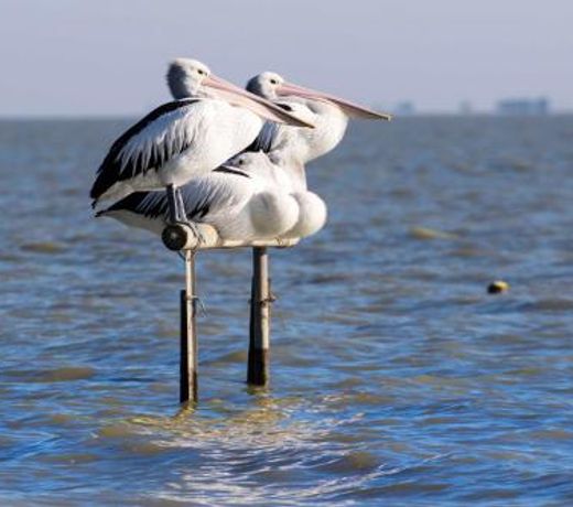 Pelican Perch Retreat
