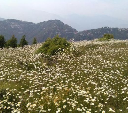 Family House Dalhousie