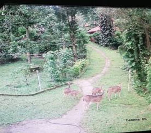 Wild life resort