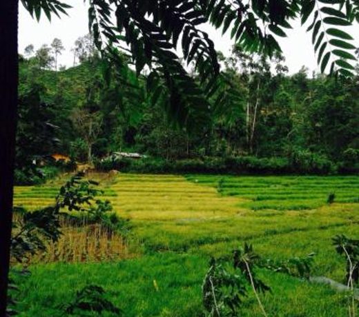 Moksha eco villa Ella