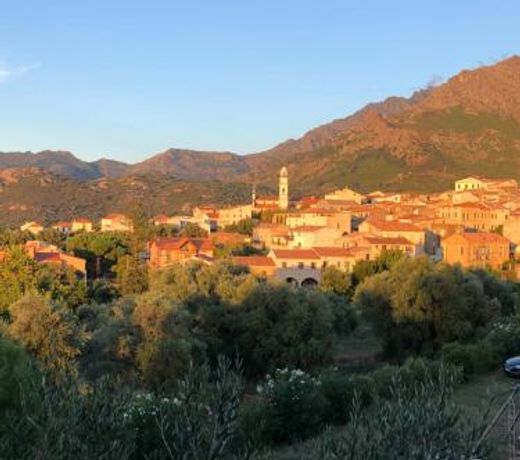 Au pied des oliviers