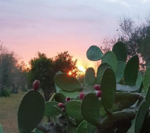 Tenuta Doxi