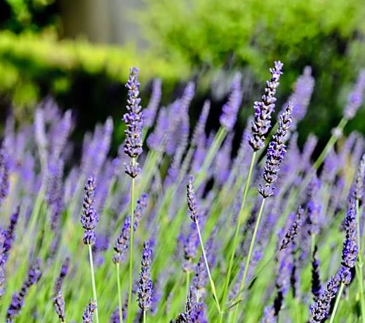 Le Jardin des Amandiers