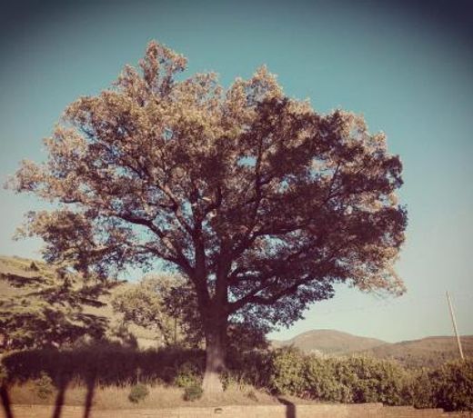 Le querce di mamre