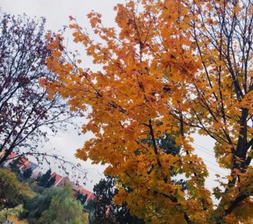 Demizson Apartman