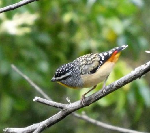Kookaburra Cottage at Uralba Eco Cottages