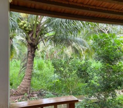 Phu Quoc Pomelo Garden