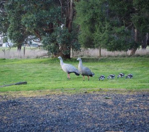 Banksia Park Estate