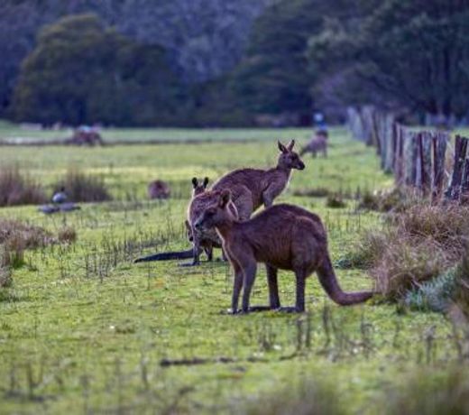 Grampians Villas