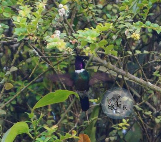 Skale Peregrino