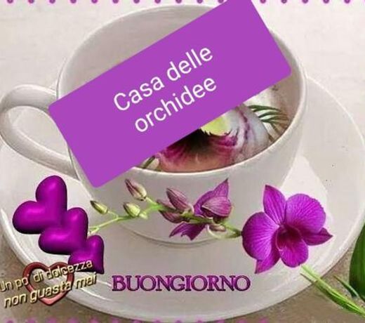 Casa delle orchidee