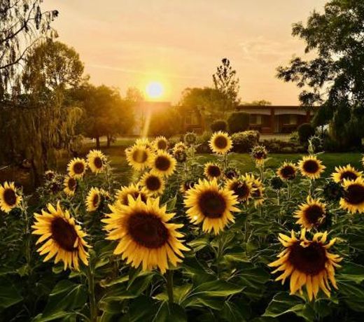 Quirindi Sunflower Motor Inn