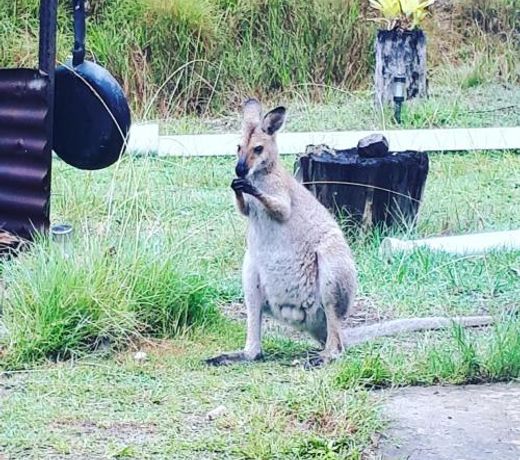 Yamba Hinterland bush retreat - Vintage bus stay