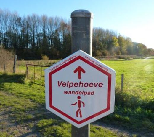 VELPE 55