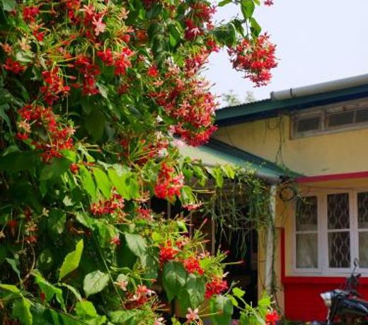 Gibbon Backpackers Hostel