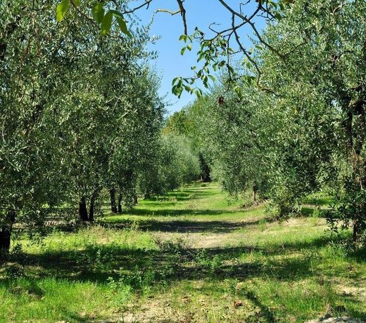 AGRITURISMO IL PINO - APPARTAMENTO QUERCE