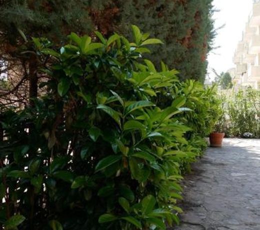 Villa Borghese B&B