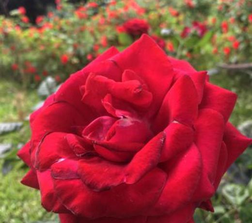 Tenuta La Rosa B&B