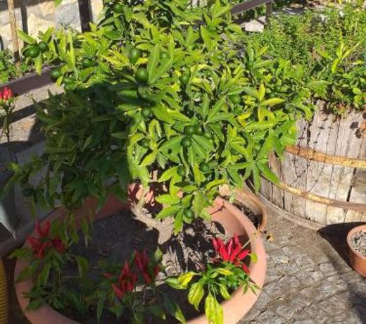 Appartamento HOUSE IDA