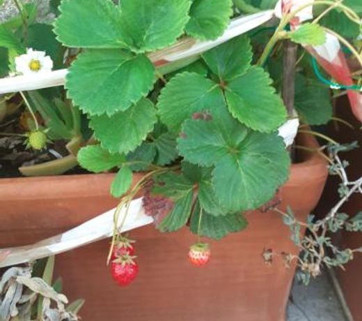 Appartamento HOUSE IDA