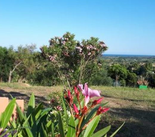 La Collina degli Ulivi