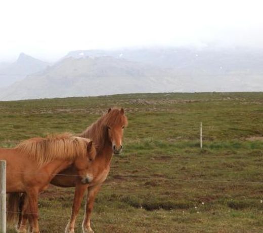 Seaview in west iceland