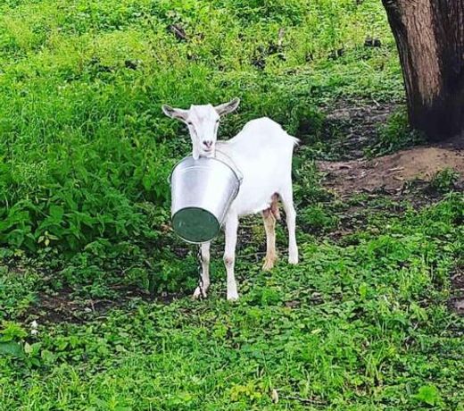 ÐÐµÐ»ÑÐ¹ ÐÑÐ¾Ð»Ð¸Ðº