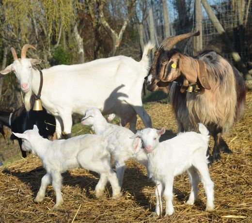 hillock of goats vacation home on the farm