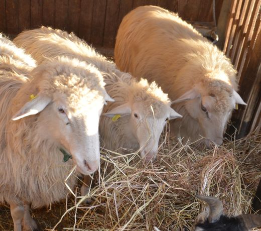 hillock of goats vacation home on the farm