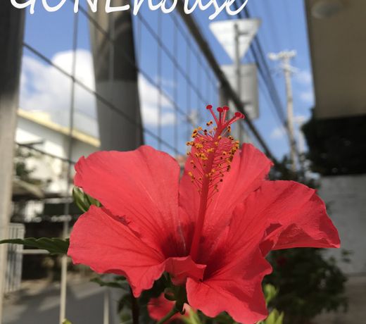 Gone House