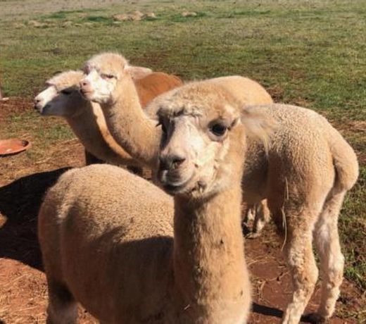 New Horizons Farm Stay