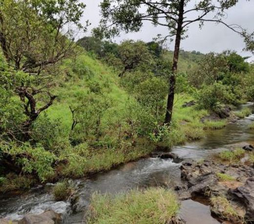 Mandaara homestay Hongadahalla, Sakleshpur
