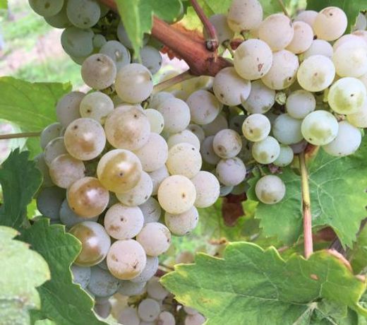 Ferienweingut Willems