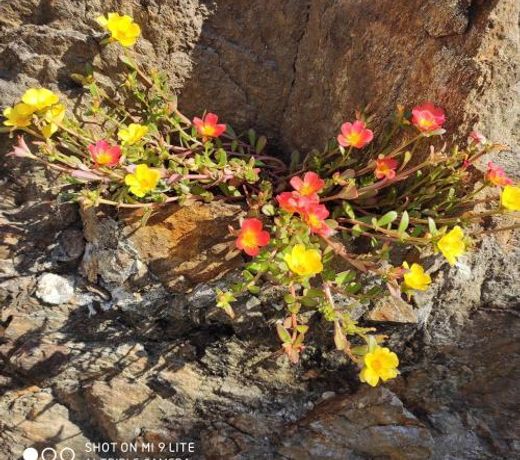 Casa Vacanza il Glicine