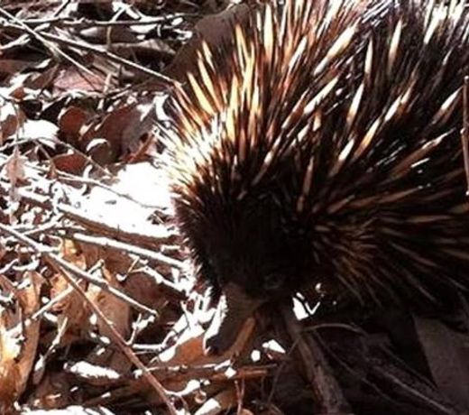 Mistwood - Mount Macedon