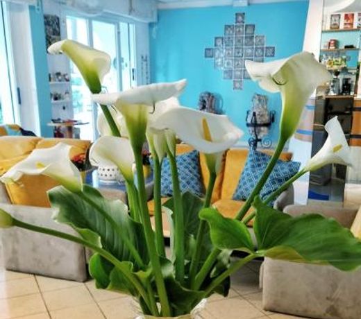 Hotel Adria B&B - Colazione fino alle 12