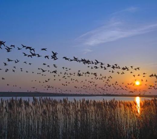 Vogelzug, Ferienwohnung fur 4 Persoen - Erwachsene oder Kinder - in DE FEERJENHUSEN am Haubarg von Vollerwiek, Fertigstellung April 2020