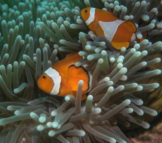 Club In Eilat Resort - Executive Deluxe Villa With Jacuzzi, Terrace & Parking