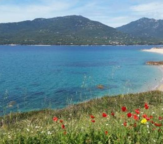 Studio T1 bis vue mer Propriano